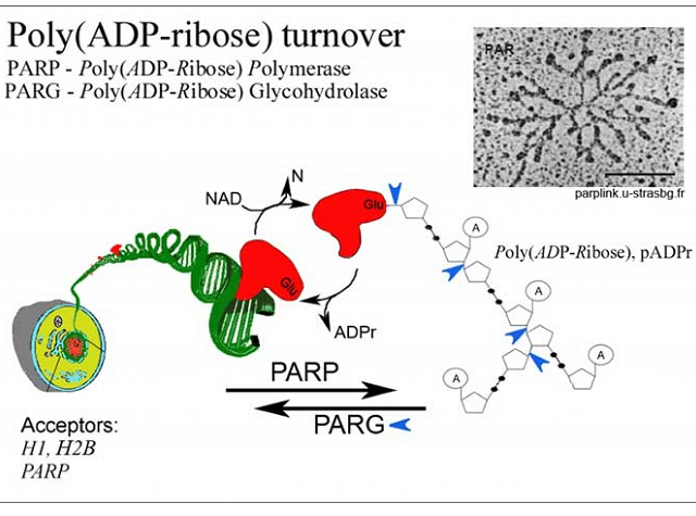 Poly(ADP-ribose) turnover