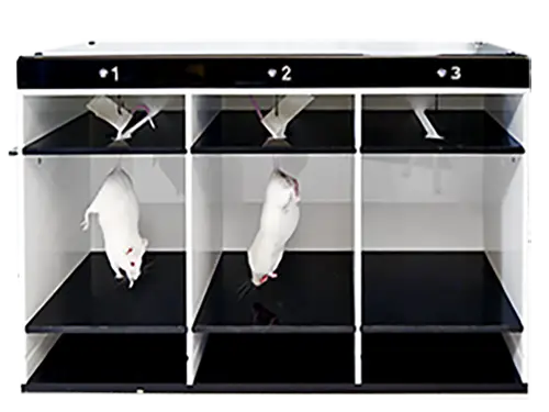 Tail suspension test