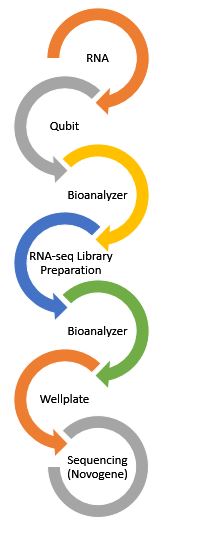 RNA-seq