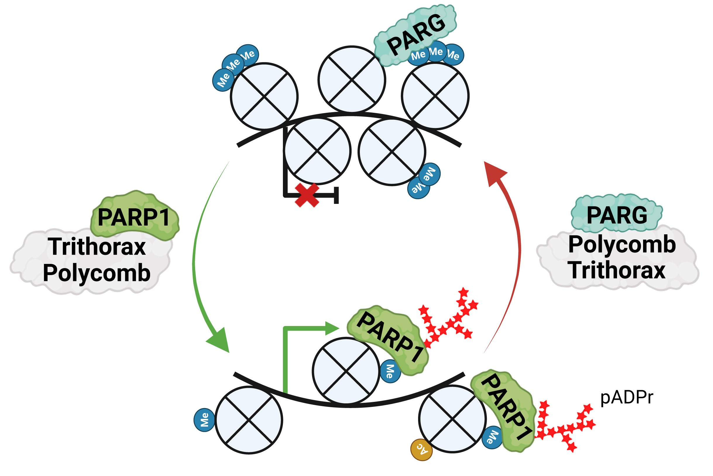PARP and PARG in transcription