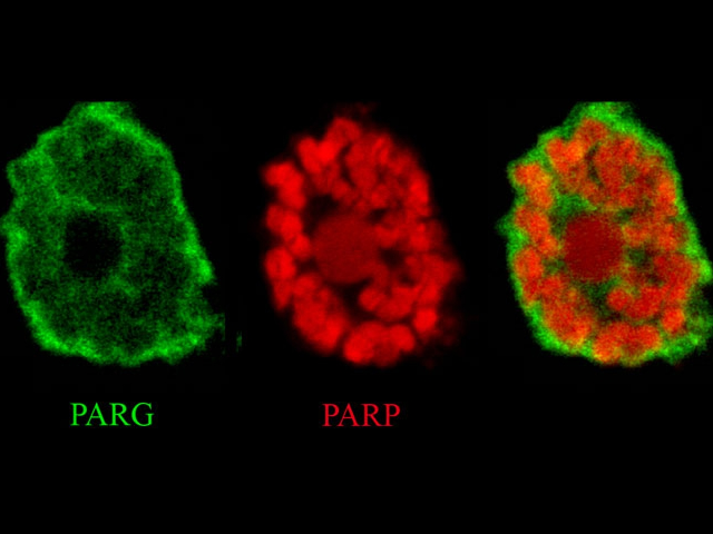 Localization of PARP-1 and PARG proteins