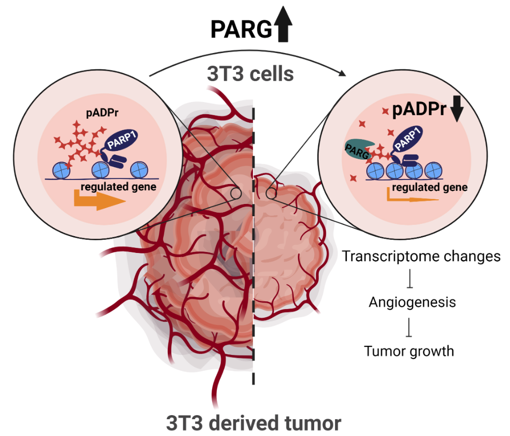 Parg overexpression decreases malignancy