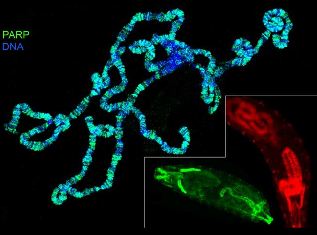 PARP-1 protein localization in Salivary gland polytene chromosomes