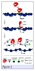 Figure2